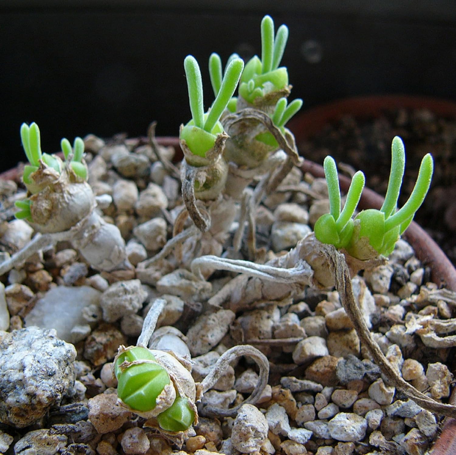 Monilaria Moniliforme, Rare Succulent