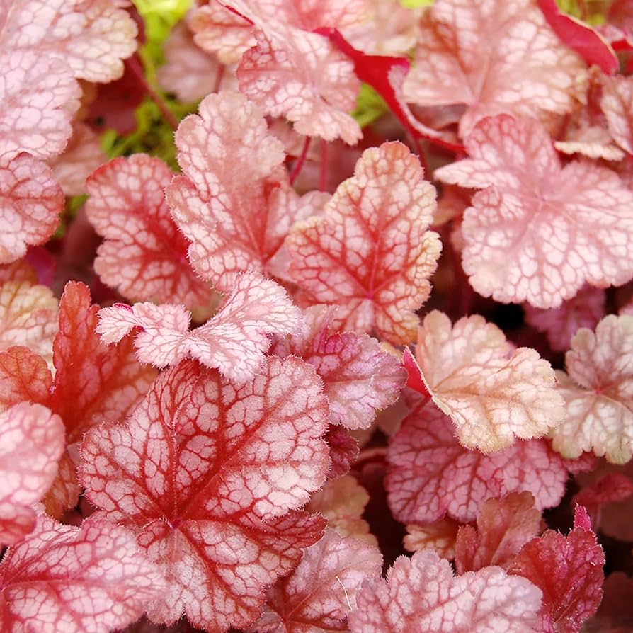 Coral Bells Seeds
