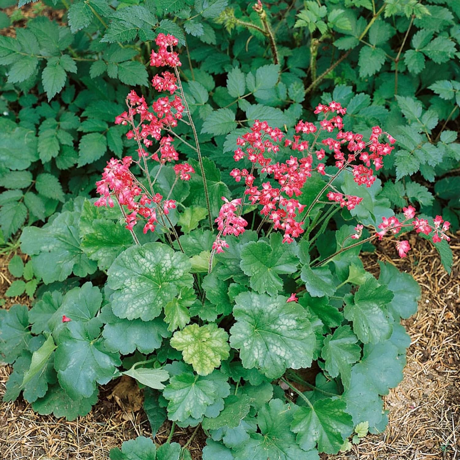Coral Bells Seeds