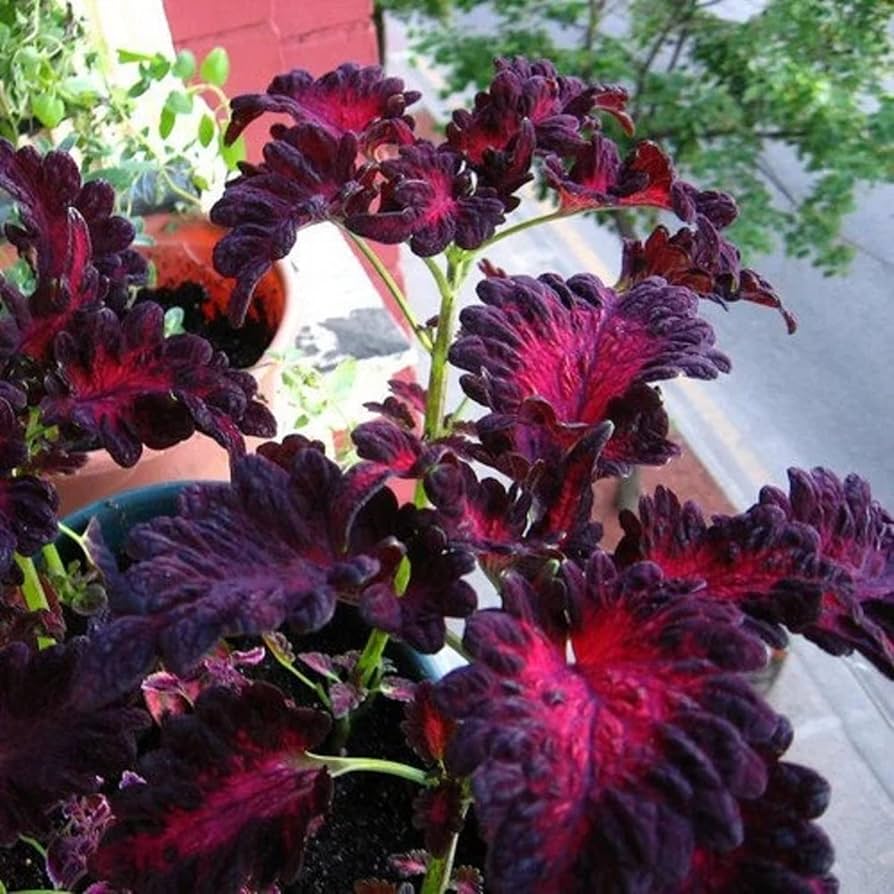 Black Dragon Coleus Seeds