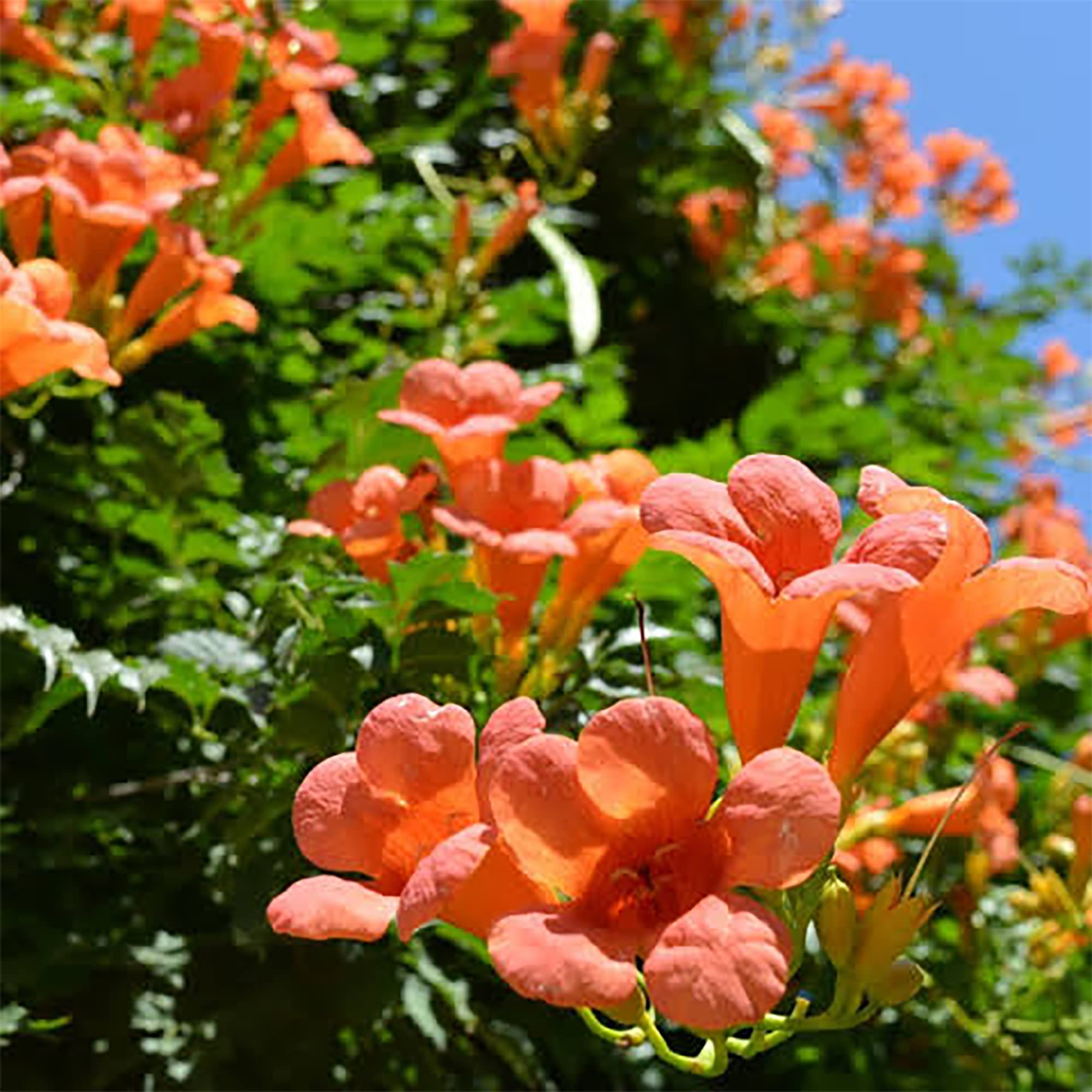 \HUMMINGBIRD TRUMPET CREEPER Campsis Radicans Vine Flower Seeds