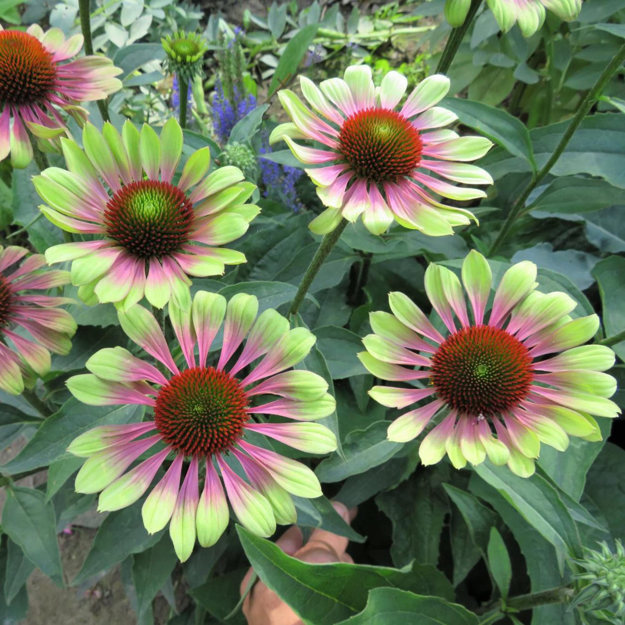 Green Twister Coneflower Seeds