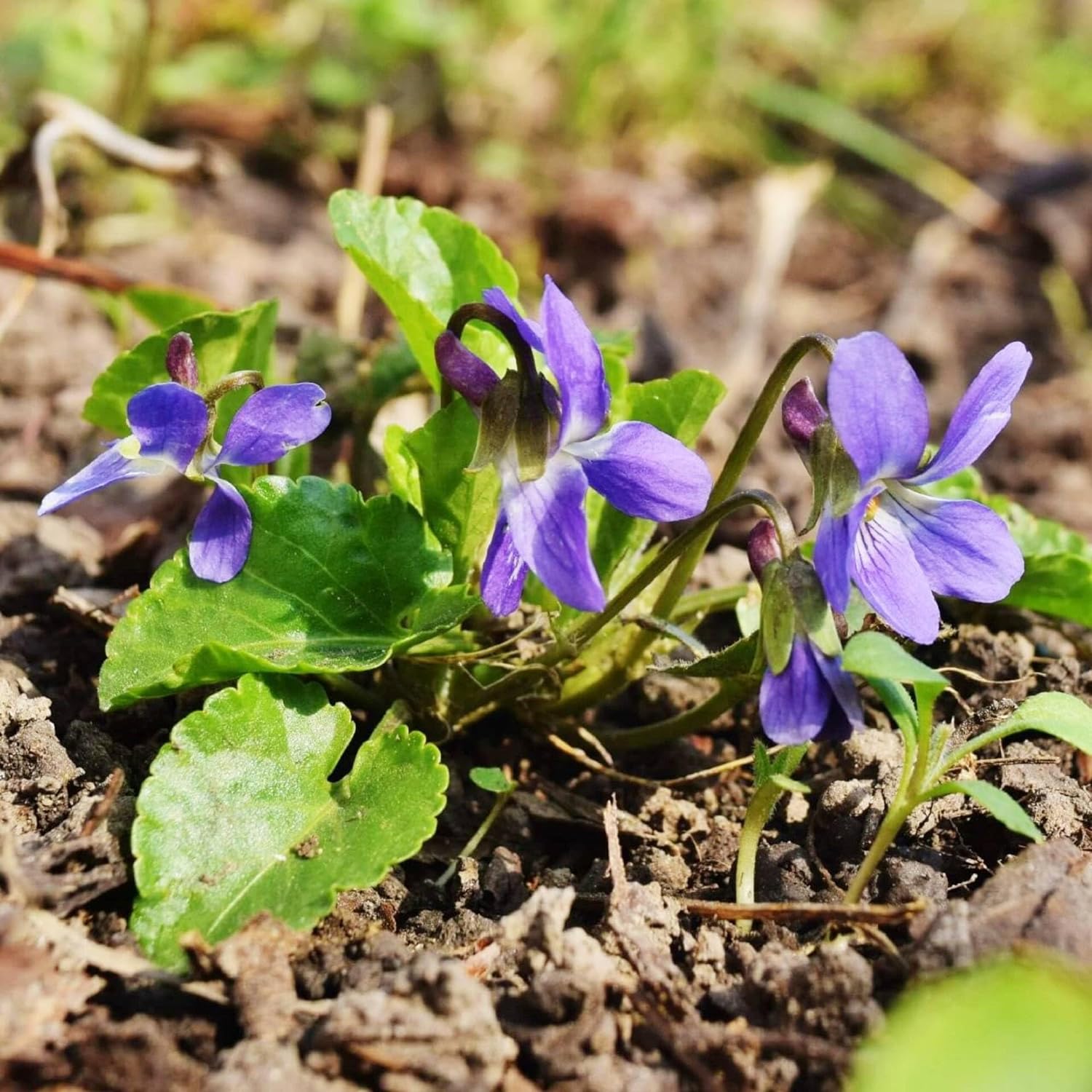 Sweet Violet Seeds (Viola odorata) Packet of 50 Seeds
