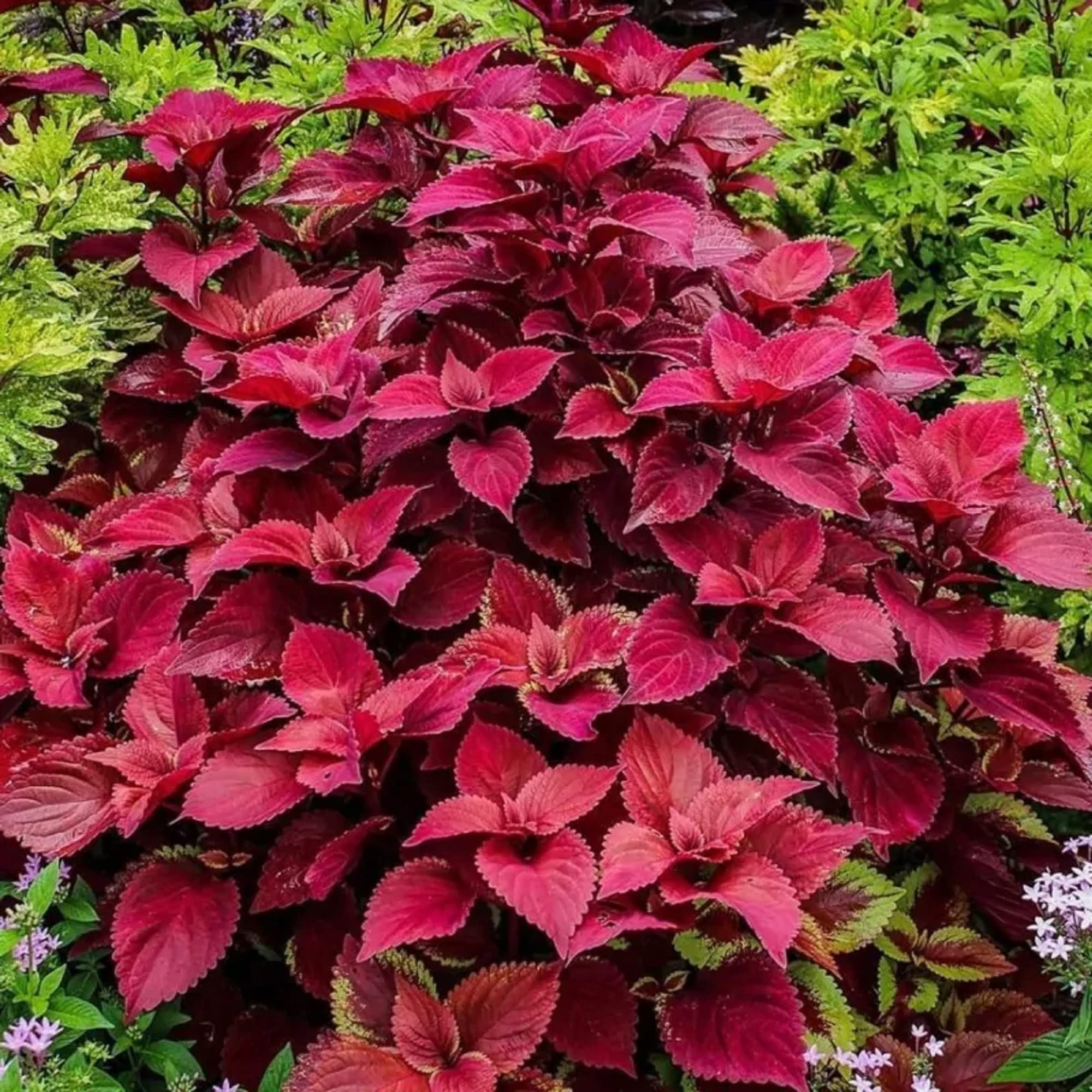 Coleus Chocolate Mint Seed