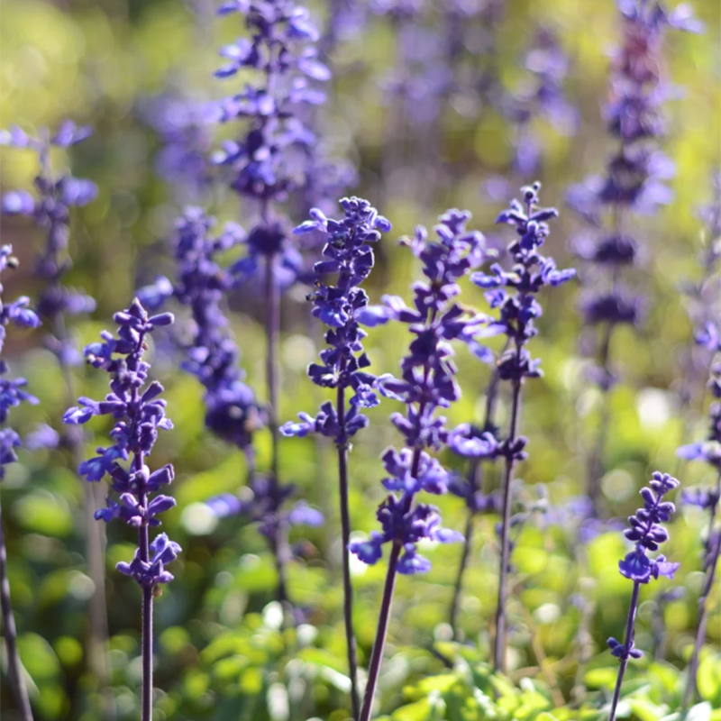 💙Neptune Catmint 💐 seeds-Non-GMO