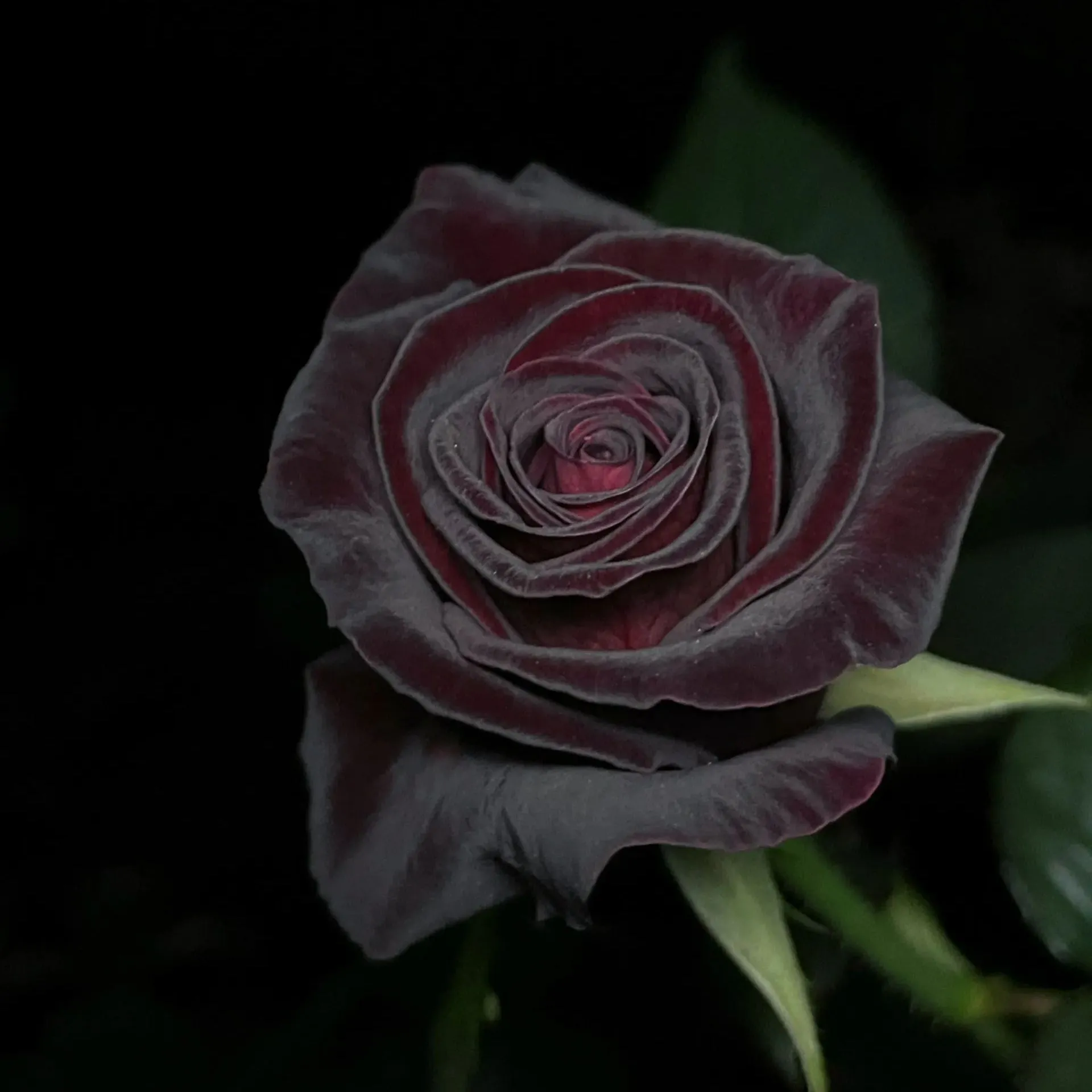 Black Buck Rose🌹-Rare-A black rose with a super velvety feel! ♥️