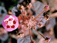 Eremalche Rotundifolia, Desert Five-Spot