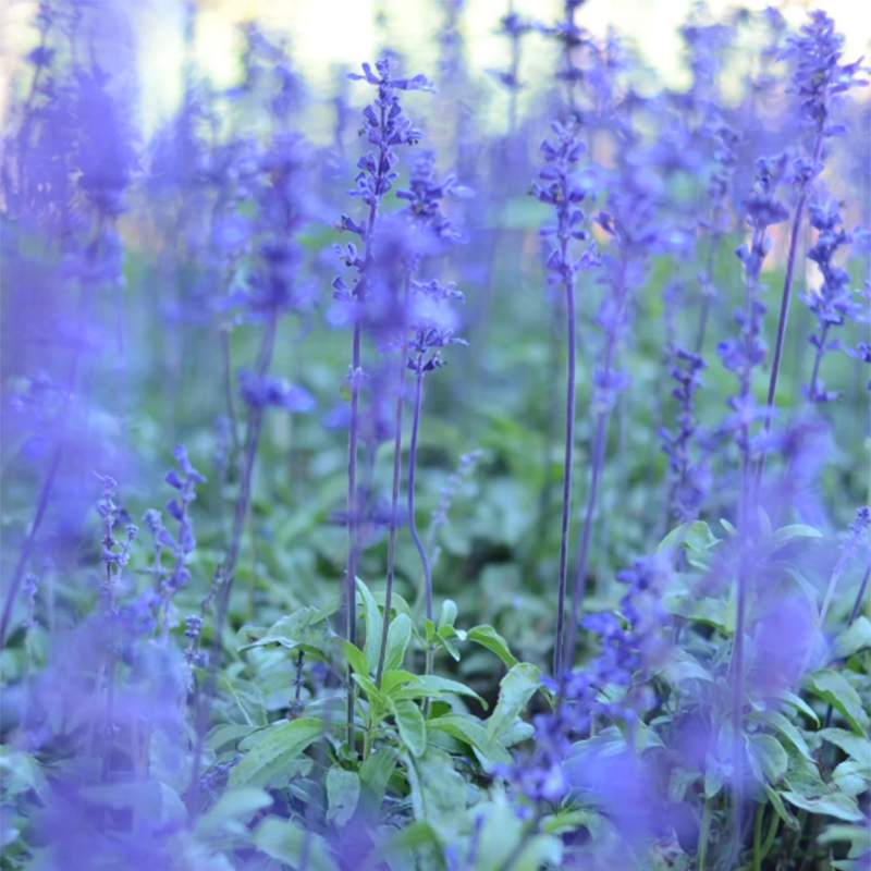 💙Neptune Catmint 💐 seeds-Non-GMO