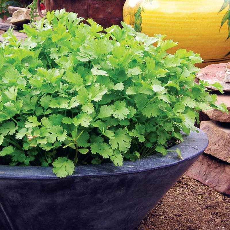 Coriander 🌱 Pot Selection seeds