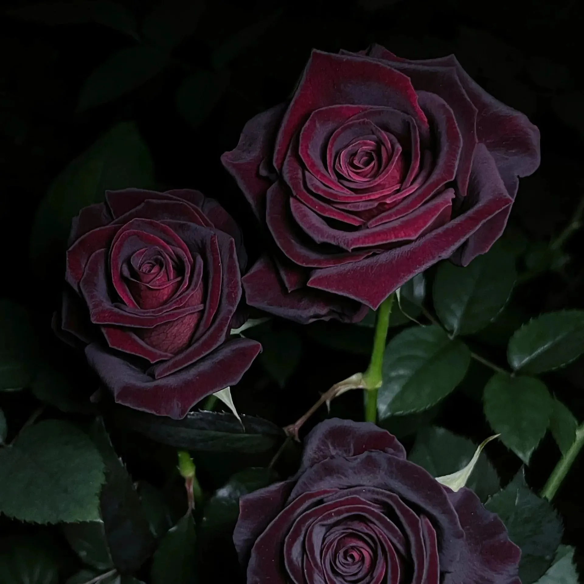Black Buck Rose🌹-Rare-A black rose with a super velvety feel! ♥️