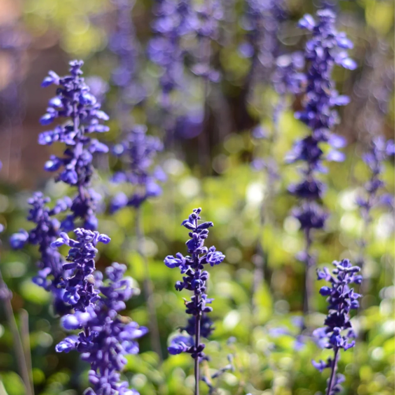 💙Neptune Catmint 💐 seeds-Non-GMO