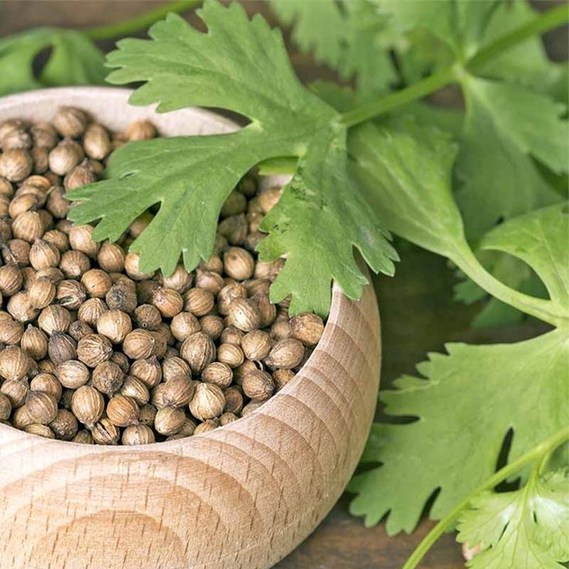 Coriander 🌱 Pot Selection seeds