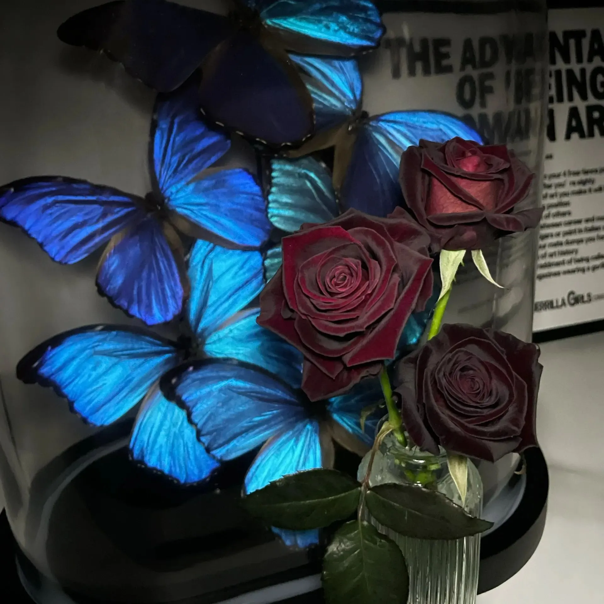 Black Buck Rose🌹-Rare-A black rose with a super velvety feel! ♥️