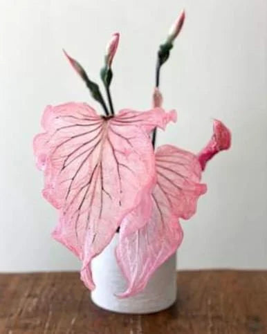 Pink Princess Symphony Plant Caladium Flower Bulb PPP Plants - Stunning Easy To Grow Perennial Flower - Pink Beauty Pre-Order March