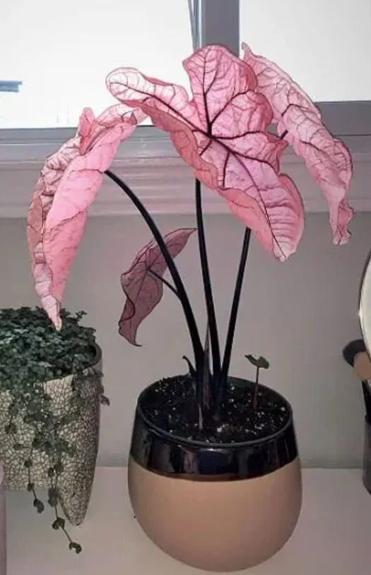 Pink Princess Symphony Plant Caladium Flower Bulb PPP Plants - Stunning Easy To Grow Perennial Flower - Pink Beauty Pre-Order March
