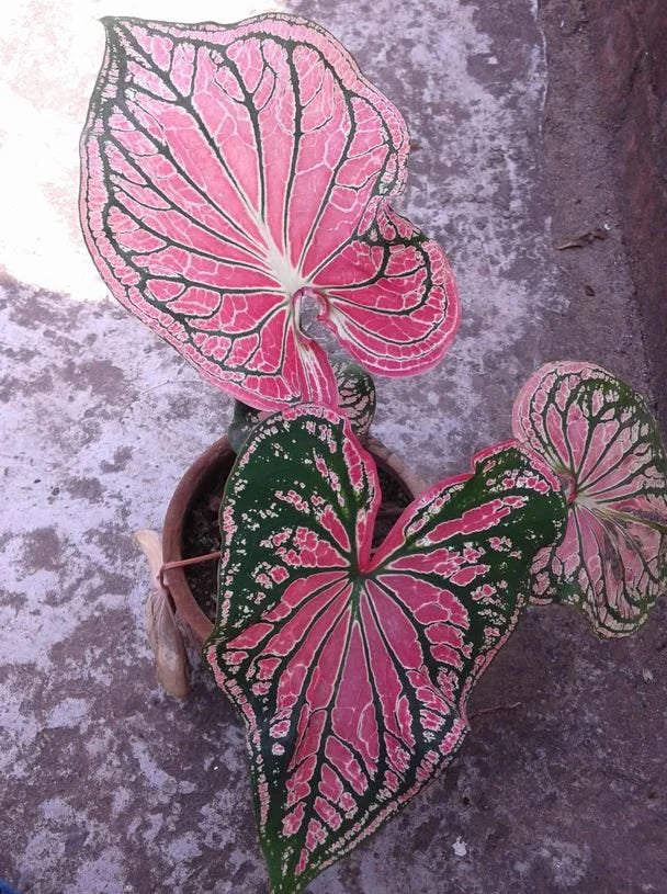 Pink Princess Symphony Plant Caladium Flower Bulb PPP Plants - Stunning Easy To Grow Perennial Flower - Pink Beauty Pre-Order March