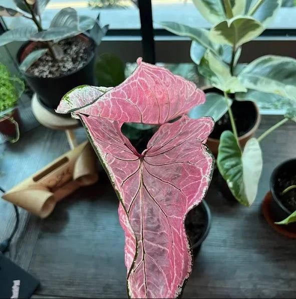 Pink Princess Symphony Plant Caladium Flower Bulb PPP Plants - Stunning Easy To Grow Perennial Flower - Pink Beauty Pre-Order March