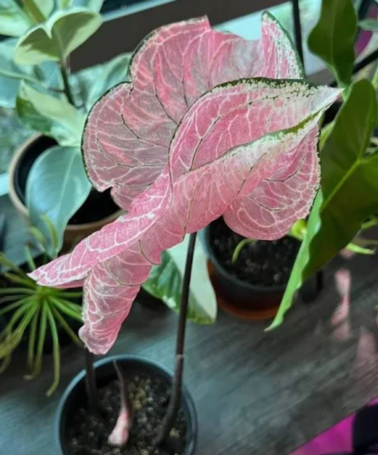 Pink Princess Symphony Plant Caladium Flower Bulb PPP Plants - Stunning Easy To Grow Perennial Flower - Pink Beauty Pre-Order March