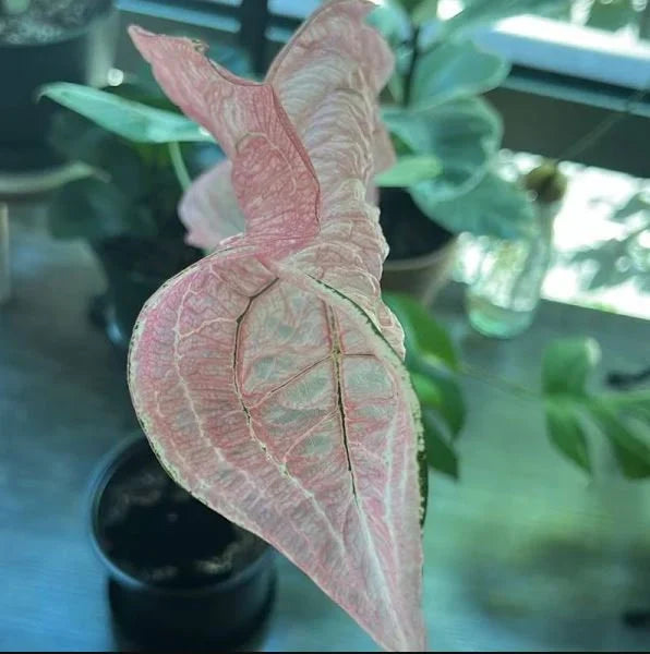 Pink Princess Symphony Plant Caladium Flower Bulb PPP Plants - Stunning Easy To Grow Perennial Flower - Pink Beauty Pre-Order March