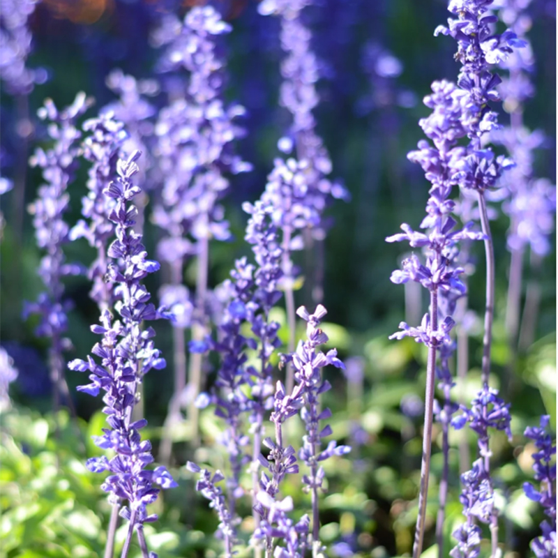 💙Neptune Catmint 💐 seeds-Non-GMO