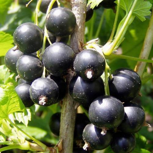 Black Currant (Ribes Nigrum)