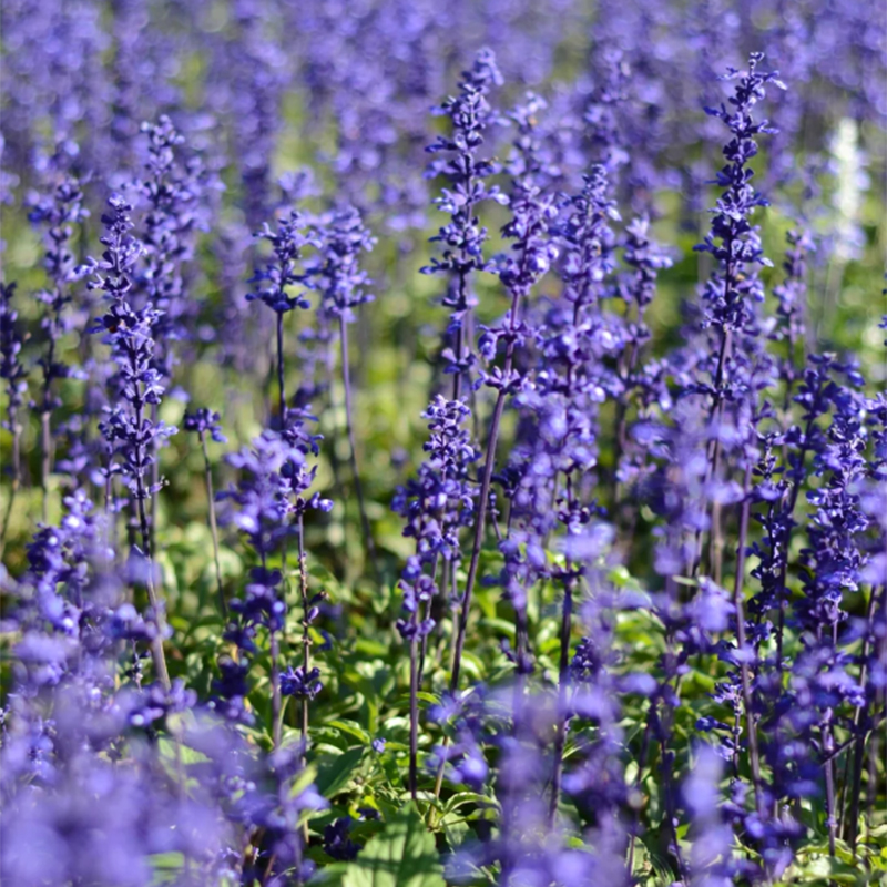 💙Neptune Catmint 💐 seeds-Non-GMO