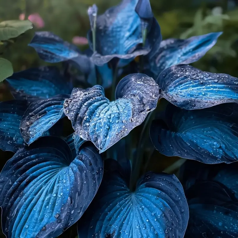 Dark blue Hosta Seeds Perennial Shade Plant