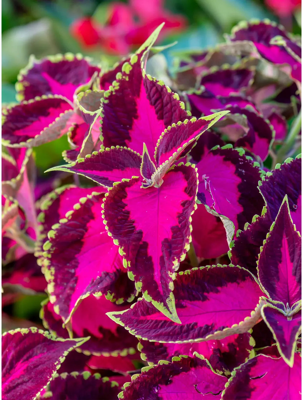 Coleus, Chocolate Covered Cherry
