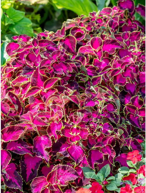 Coleus, Chocolate Covered Cherry