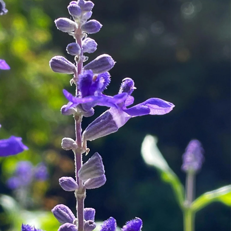 💙Neptune Catmint 💐 seeds-Non-GMO