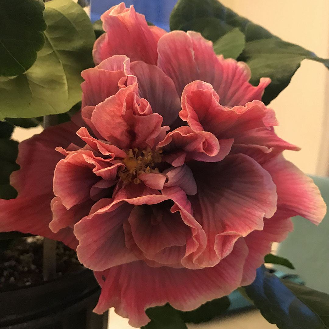 Giant bicolor hibiscus seeds