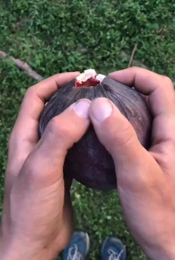Red Sugar Apple Seeds