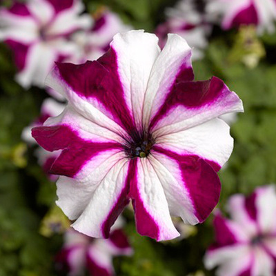 🌺Flower -Petunia Hybrida Seeds