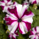 Crimson star spot