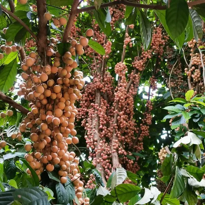 Wood Milk Fruit Seeds