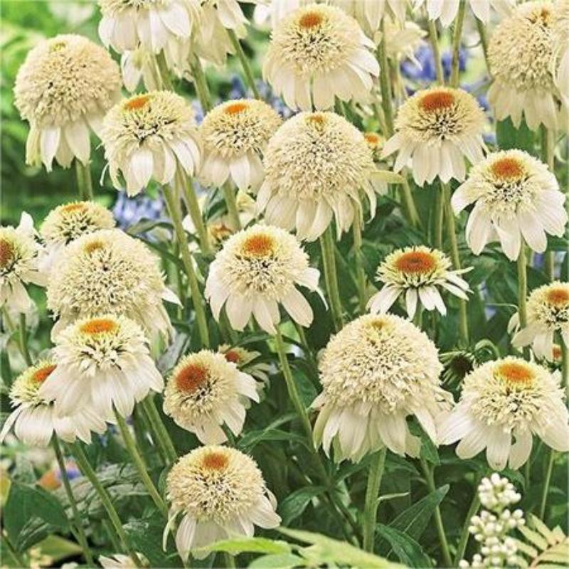 ❣️Organic Echinacea Purpurea-🟡Purple Coneflower Seeds