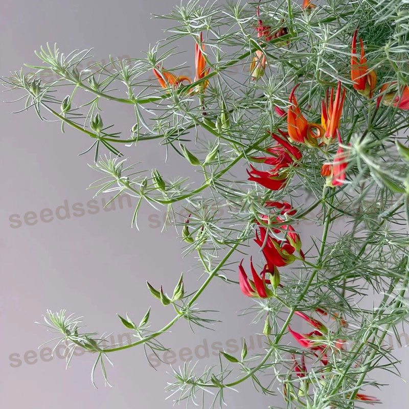 🦜Parrot's Beak Lotus Japonicus Seeds🌿