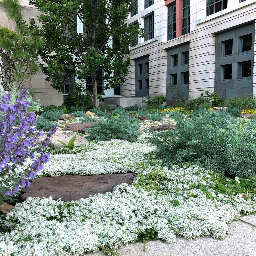 Creeping Thyme Seeds