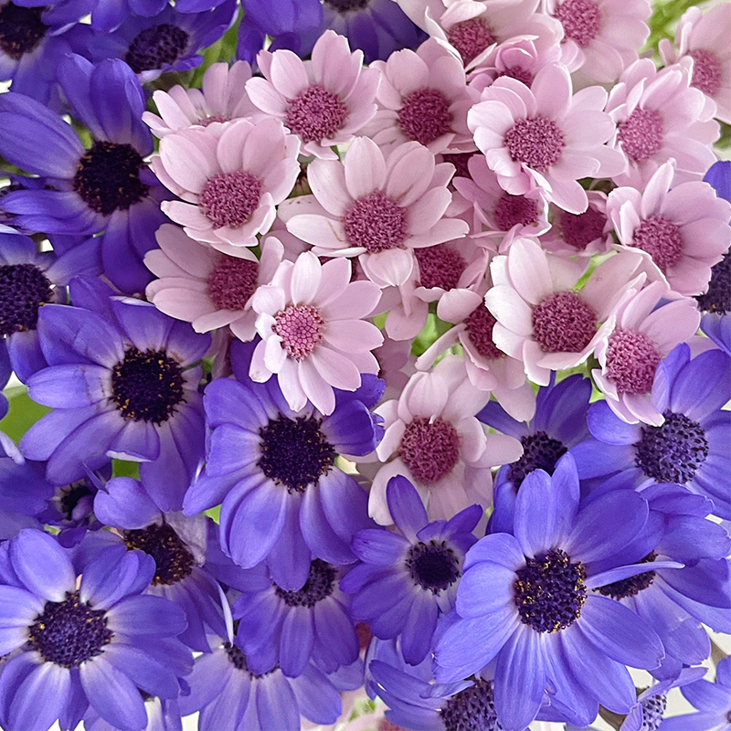 🏵️Cineraria Fresh Seeds,Organic seeds, Non GMO