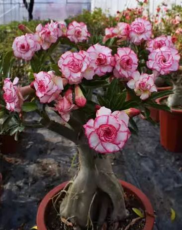 Beautiful Whirlpool - Desert Rose Seeds