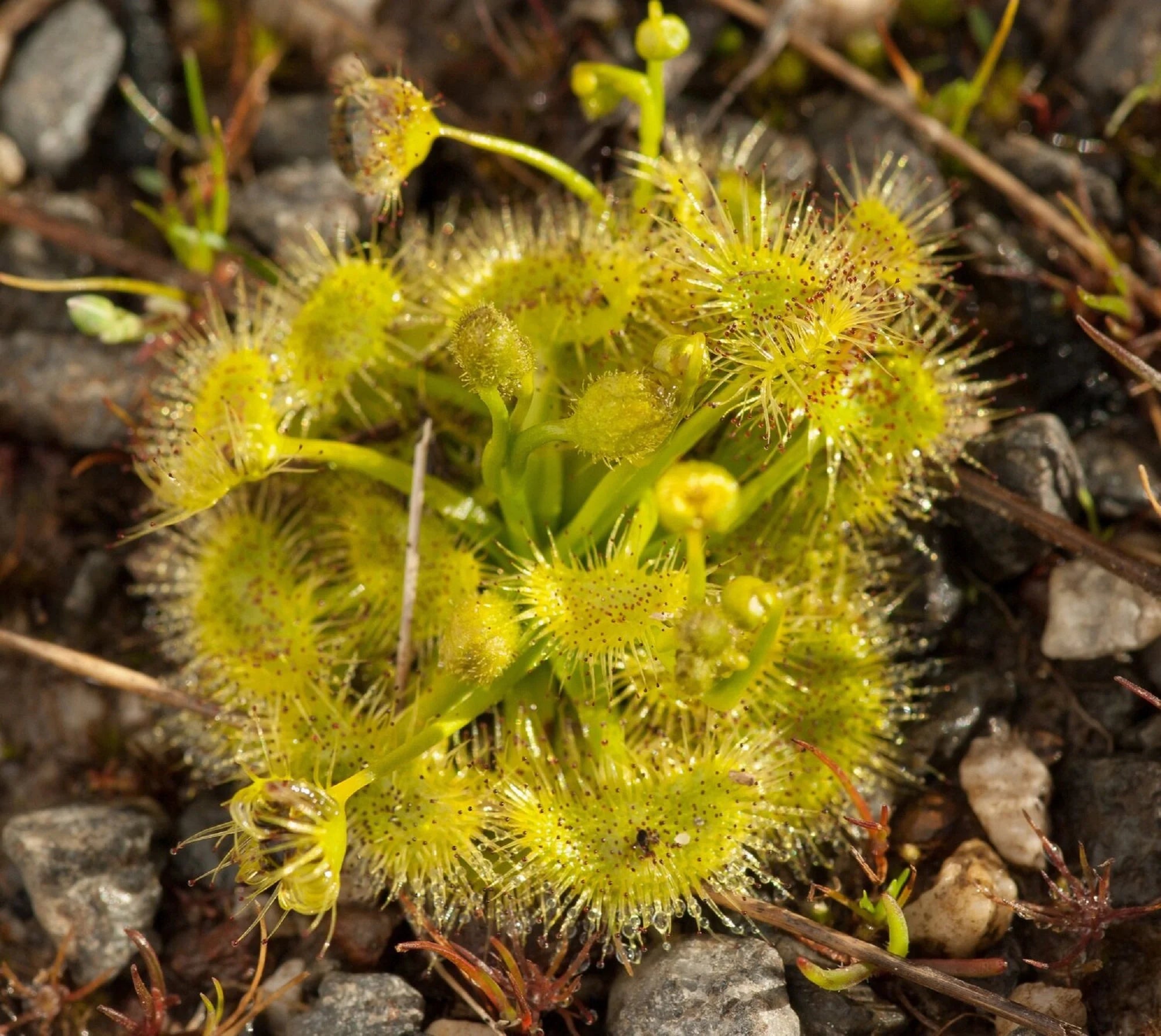 Pale Sundew - Drosera hookeri - Rare Carnivorous Species