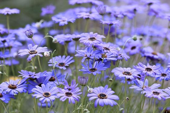 Splendour Blue Swan River Daisy