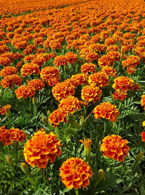Marigold Seeds-Easily Mixed Colors for All Seasons