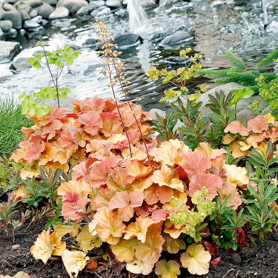 Coral Bells Seeds
