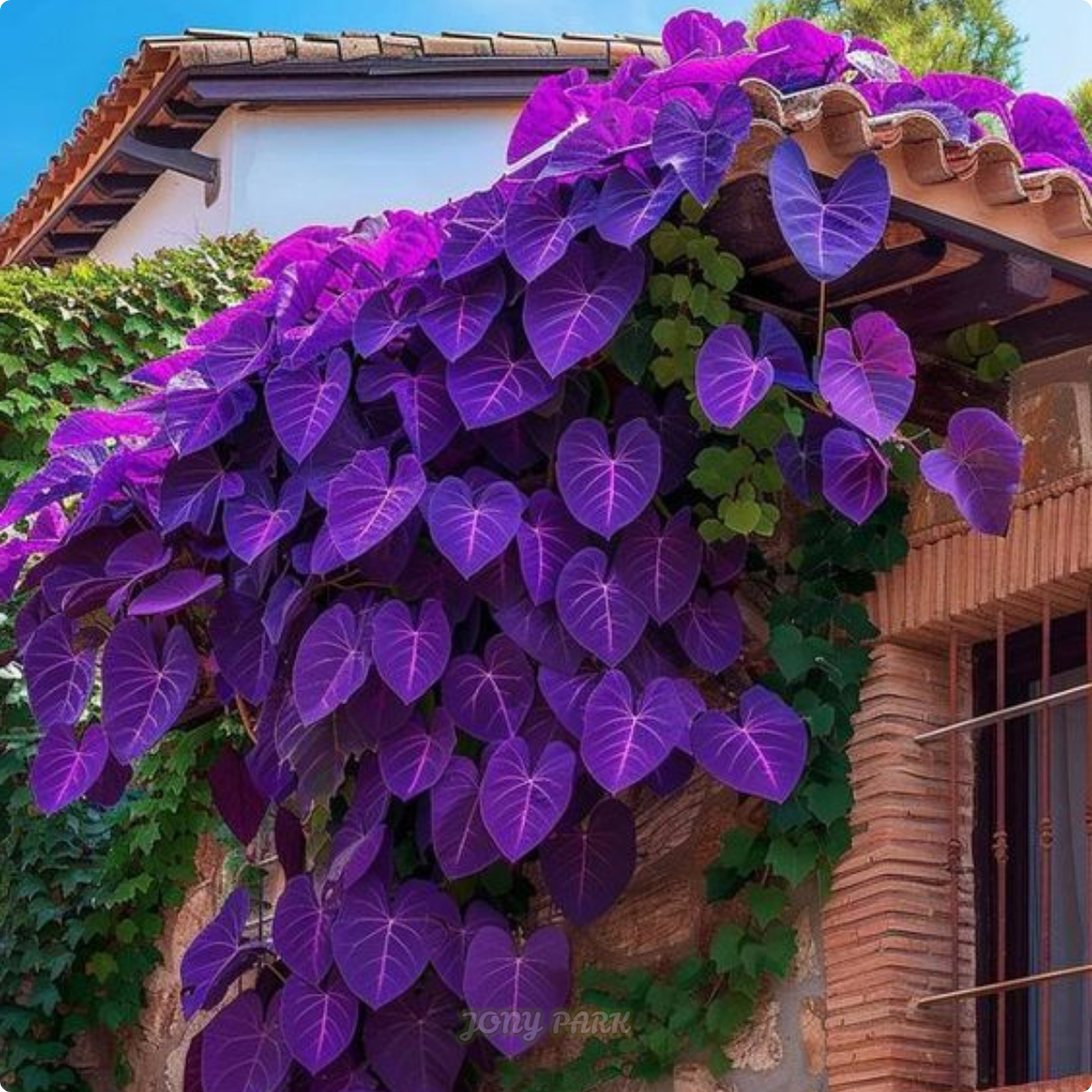 Purple Heart Vine