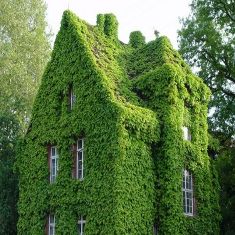 Boston Ivy Parthenocissus Tricuspidata Veitchii Vine Easy to Grow - Height 12 inch for Yards and Garden Decoration