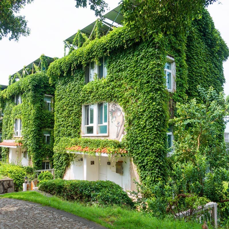 Boston Ivy Parthenocissus Tricuspidata Veitchii Vine Easy to Grow - Height 12 inch for Yards and Garden Decoration