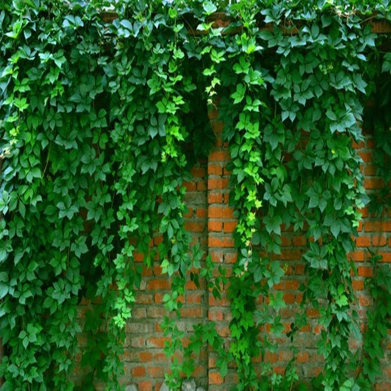 Boston Ivy Parthenocissus Tricuspidata Veitchii Vine Easy to Grow - Height 12 inch for Yards and Garden Decoration