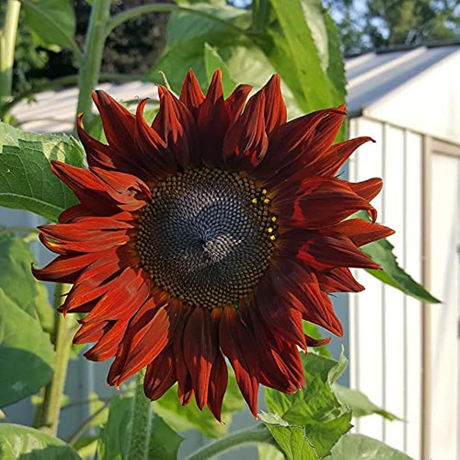 🌻Rare Color Mixes Sunflower Seeds