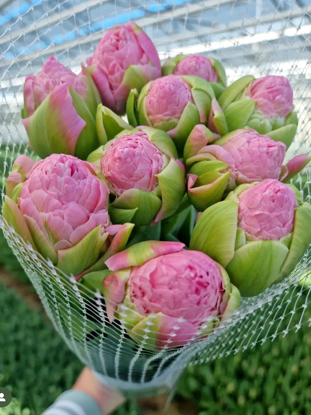 Tulip Strawberry Cream